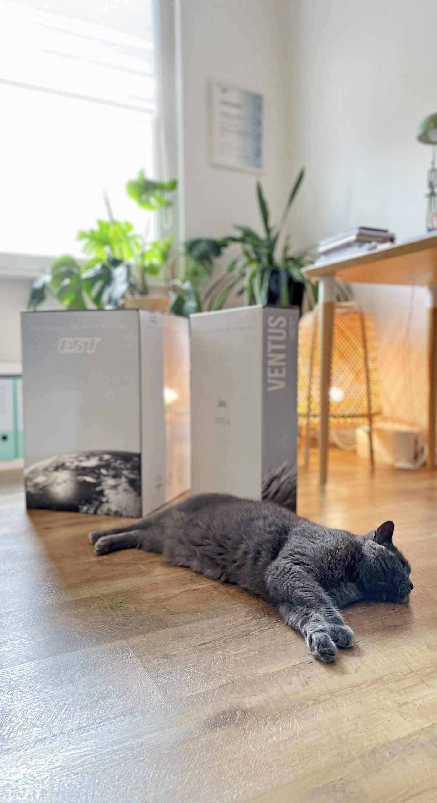 Hyla Staubsauger für Tierbesitzer und Allergiker